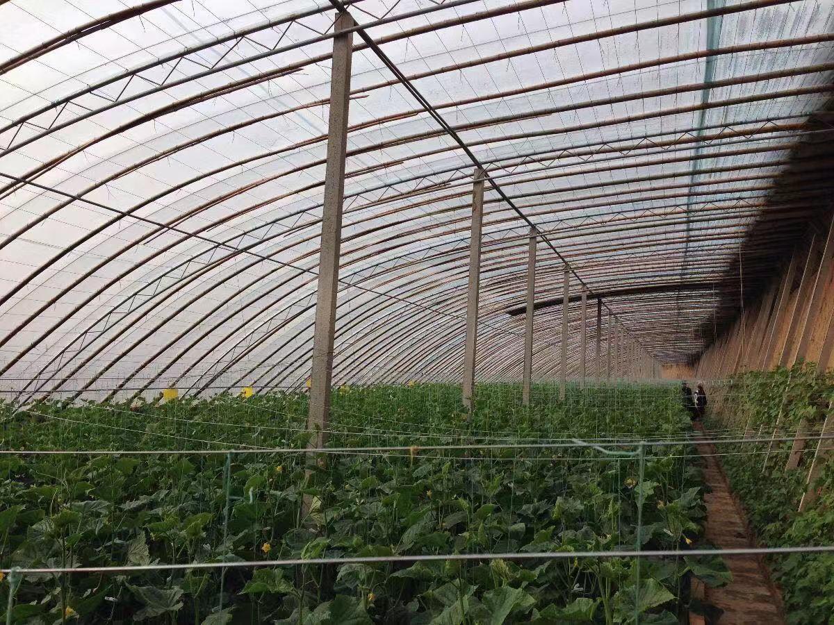 熱鍍鋅鋼管為蔬菜大棚基地保駕護航